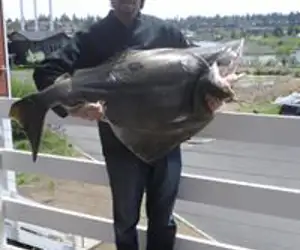 Fresh Ahi from Hawaii